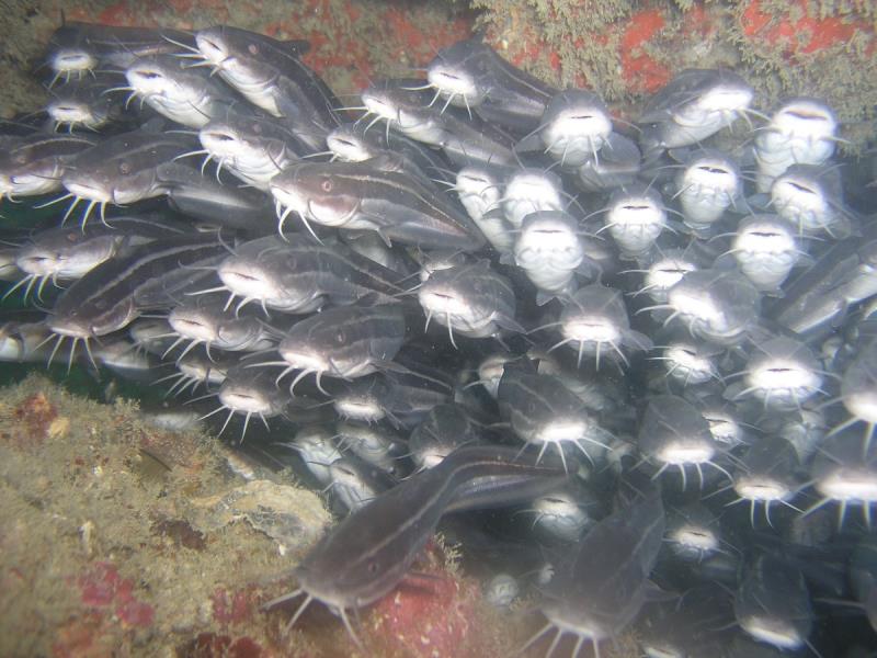 Striped Eel Catfish (Plotosus lineatus) at Ao Sane 03