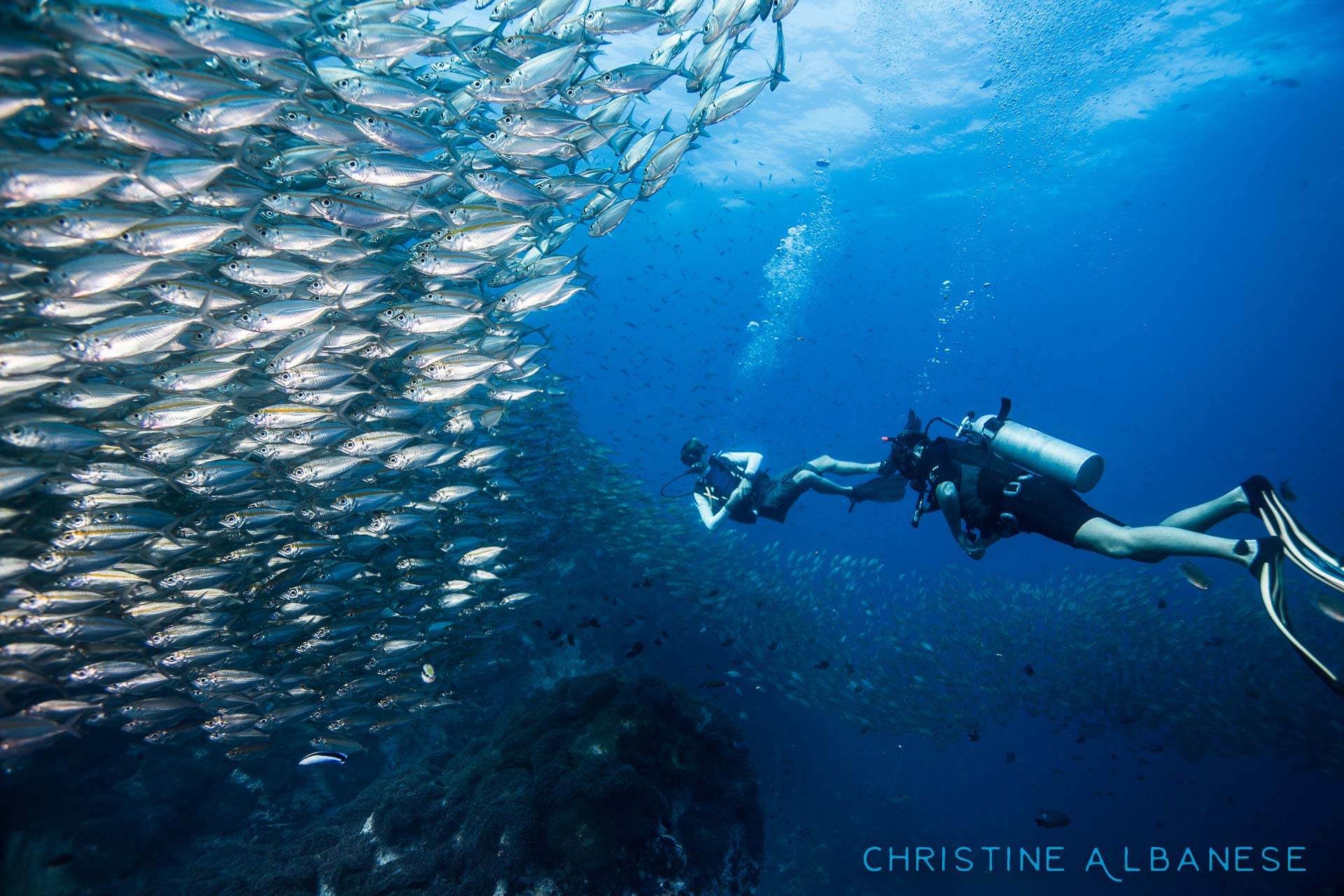 Chumphon Pinnacle is home to all kinds of amazing things! Definitely one of my favorite dive sites around Koh Tao. 😍

#underwater #underwaterphotography #uwphotography #EarthCapture #padi #wideangle #canon6d #canon1740 #ikelite #ds160 #scuba #scubadiving #divinglife #eatsleepscuba #scubaearth #natgeo #chumphon #kohtao #thailand #ocean #marinelife #adventure #discover #underwaterdiving #schoolingfish #abundance #awesome