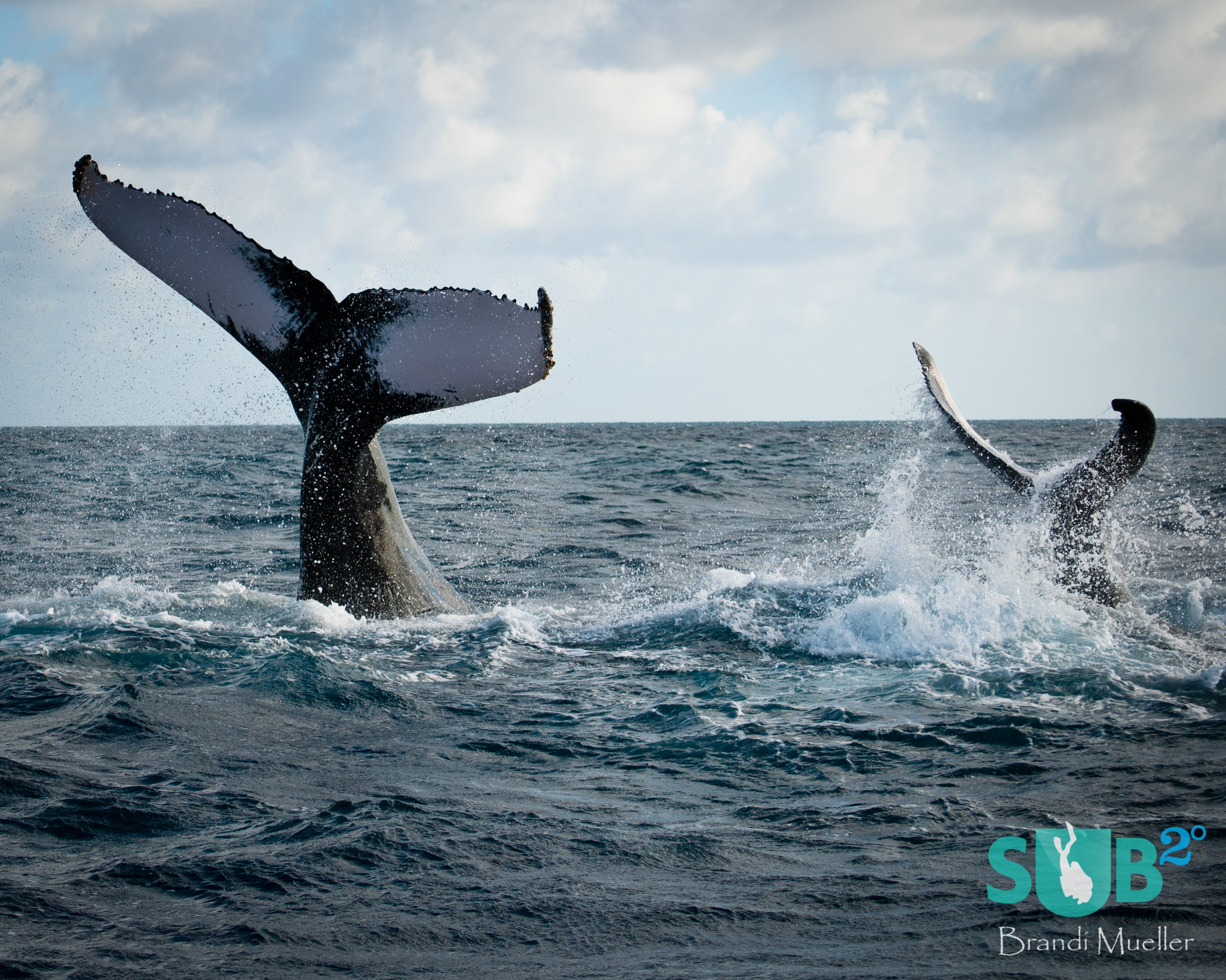 A mother humpback whale shows her calf how to tail slap and the calf practices alongside.