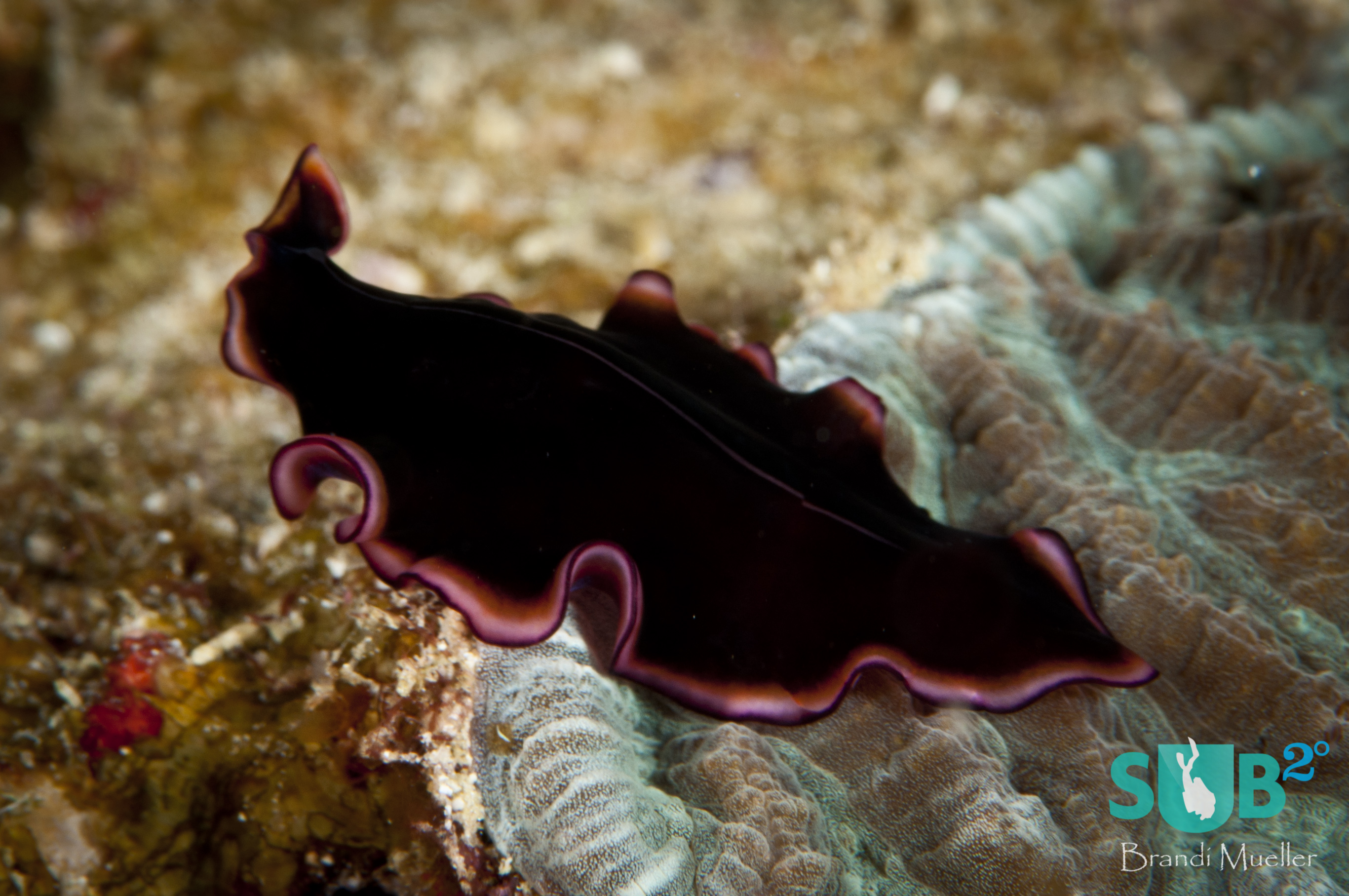 The glorious flatworm (Pseudobiceros gloriosus) gets its name from the pretty pink ring around its edges, in contrast to the rest of its velvet black body. 