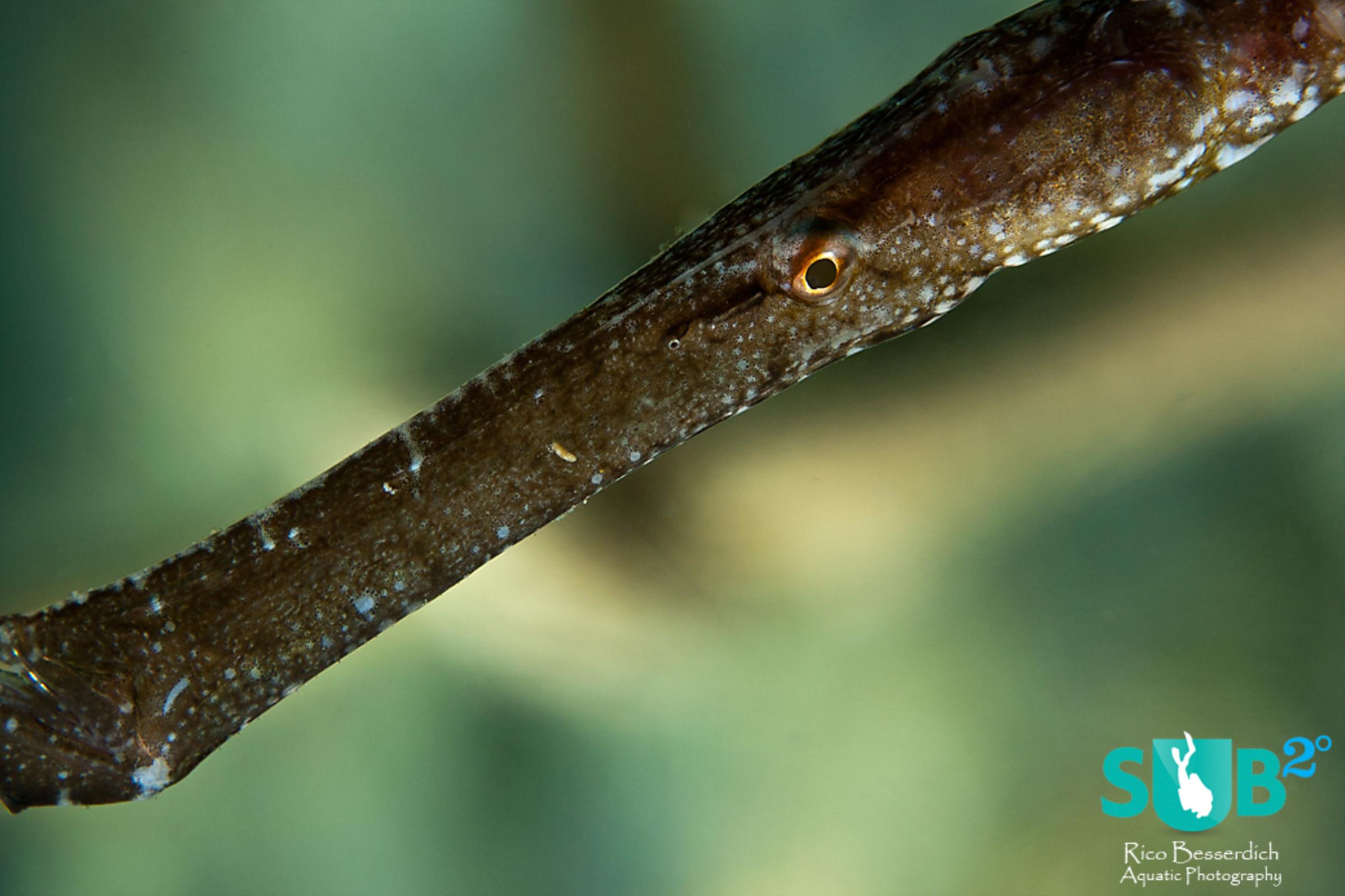 This image could work as a fish portrait shot but sadly the mouth of this pipe-fish is cut. 