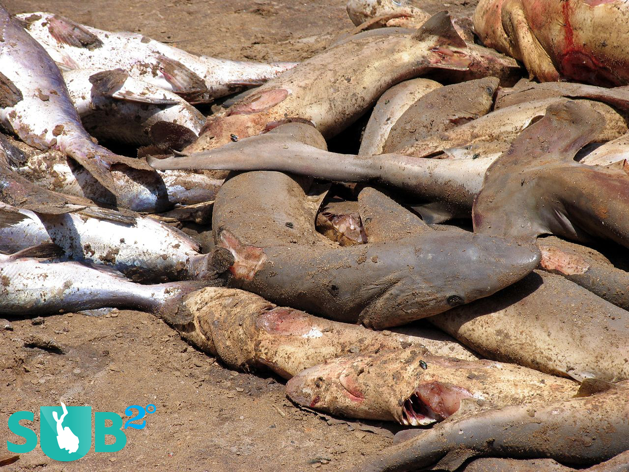 Dead sharks lie on the beach in Senegal, after having their fins cut off.