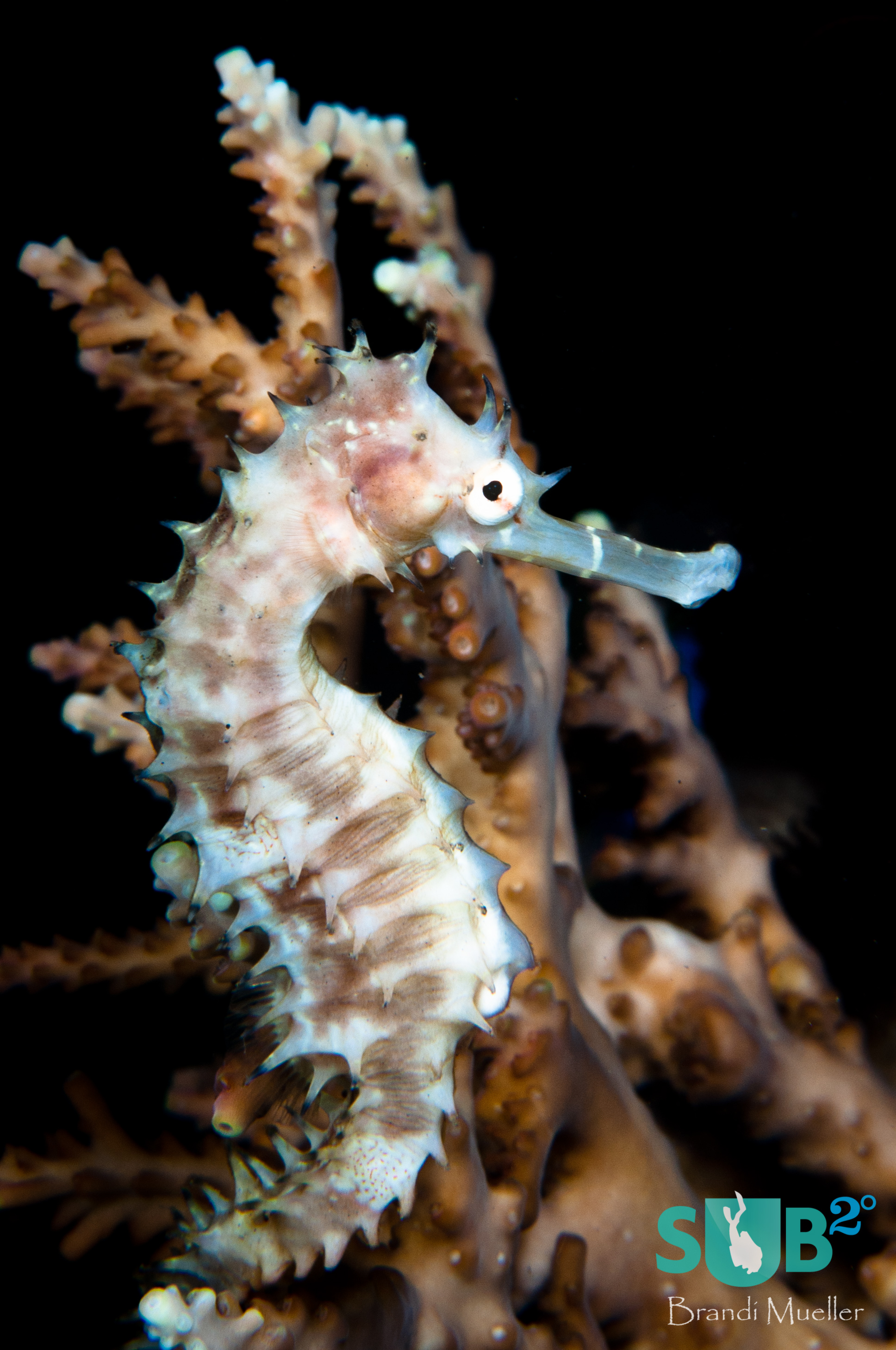 A thorny seahorse tries to blend in with surrounding hard coral.
