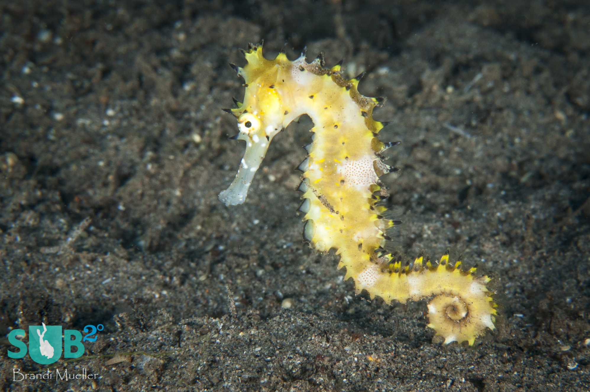Thorny seahorses, such as this one, are often removed from the ocean in great quantities to be dried for souvenirs or to be used in traditional medicines. These practices could lead to endangering the species.