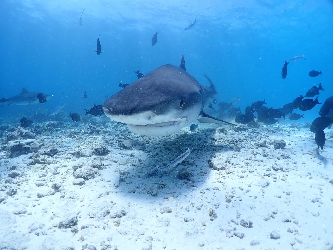 Tiger Shark Foamulah diving in Maldives