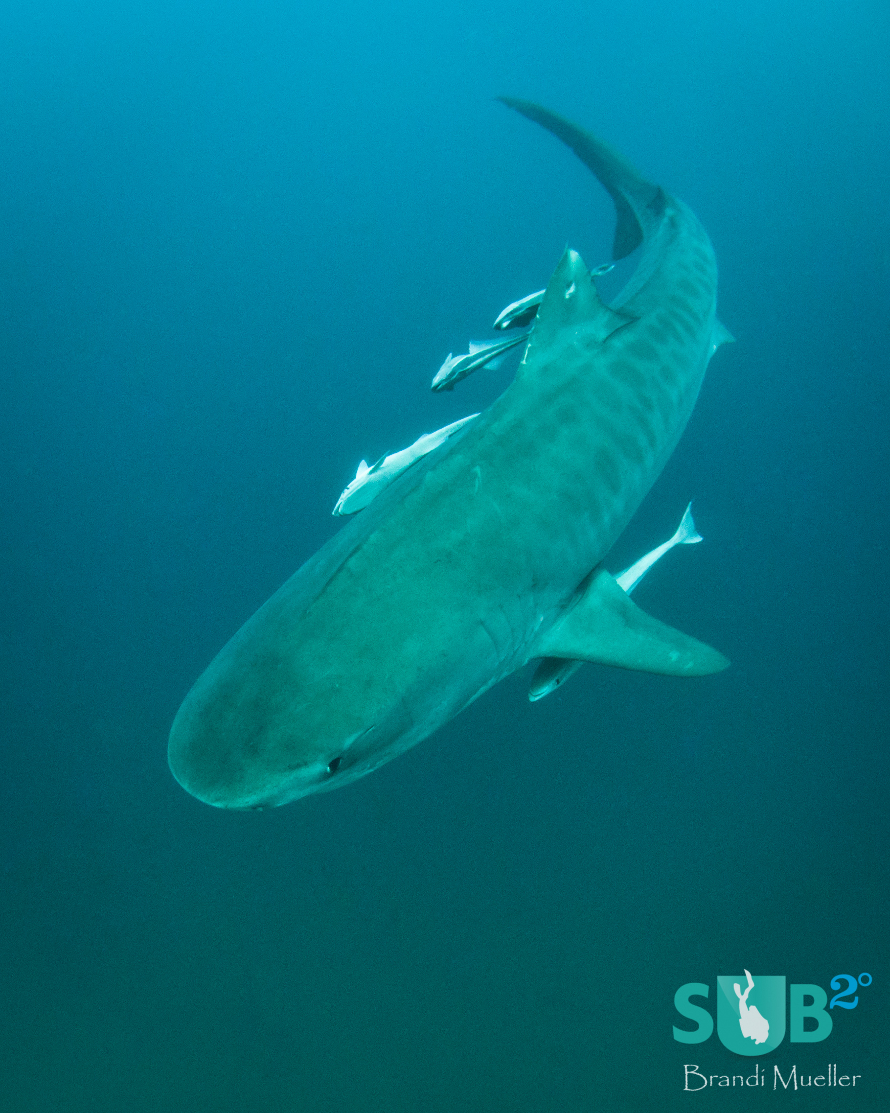 Tiger Beach is a Mecca for tiger sharks. You'll find them gracefully circling around you.