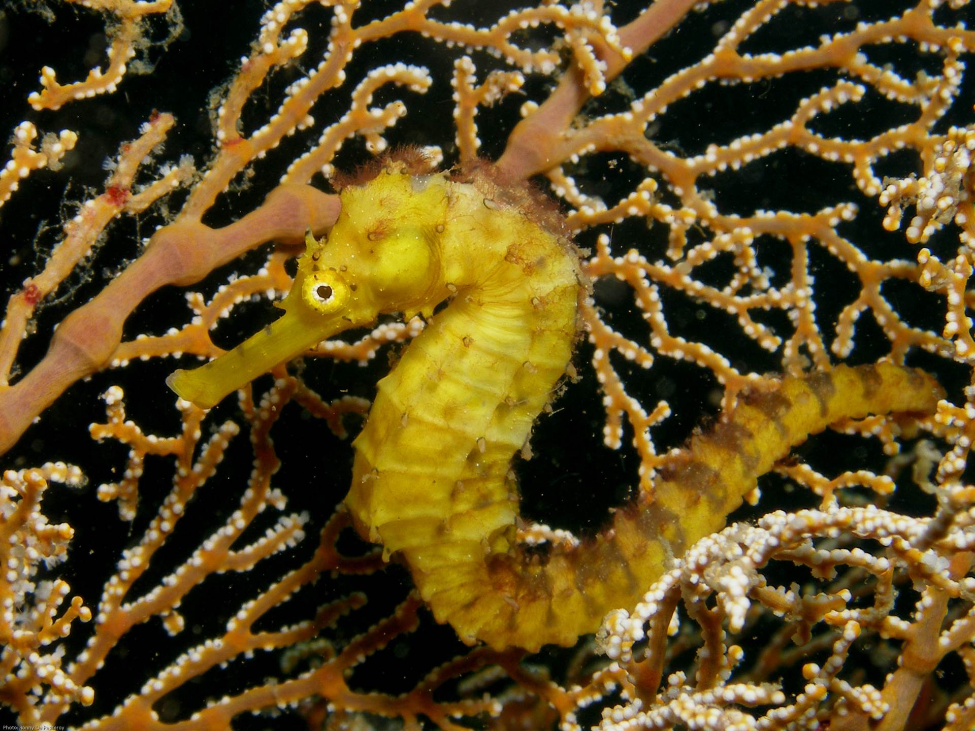 A tiger tail seahorse (H. comes) spotted in Gato Island, Philippines.
Photo by Ronny De Pesseroy/Guylian Seahorses of the World