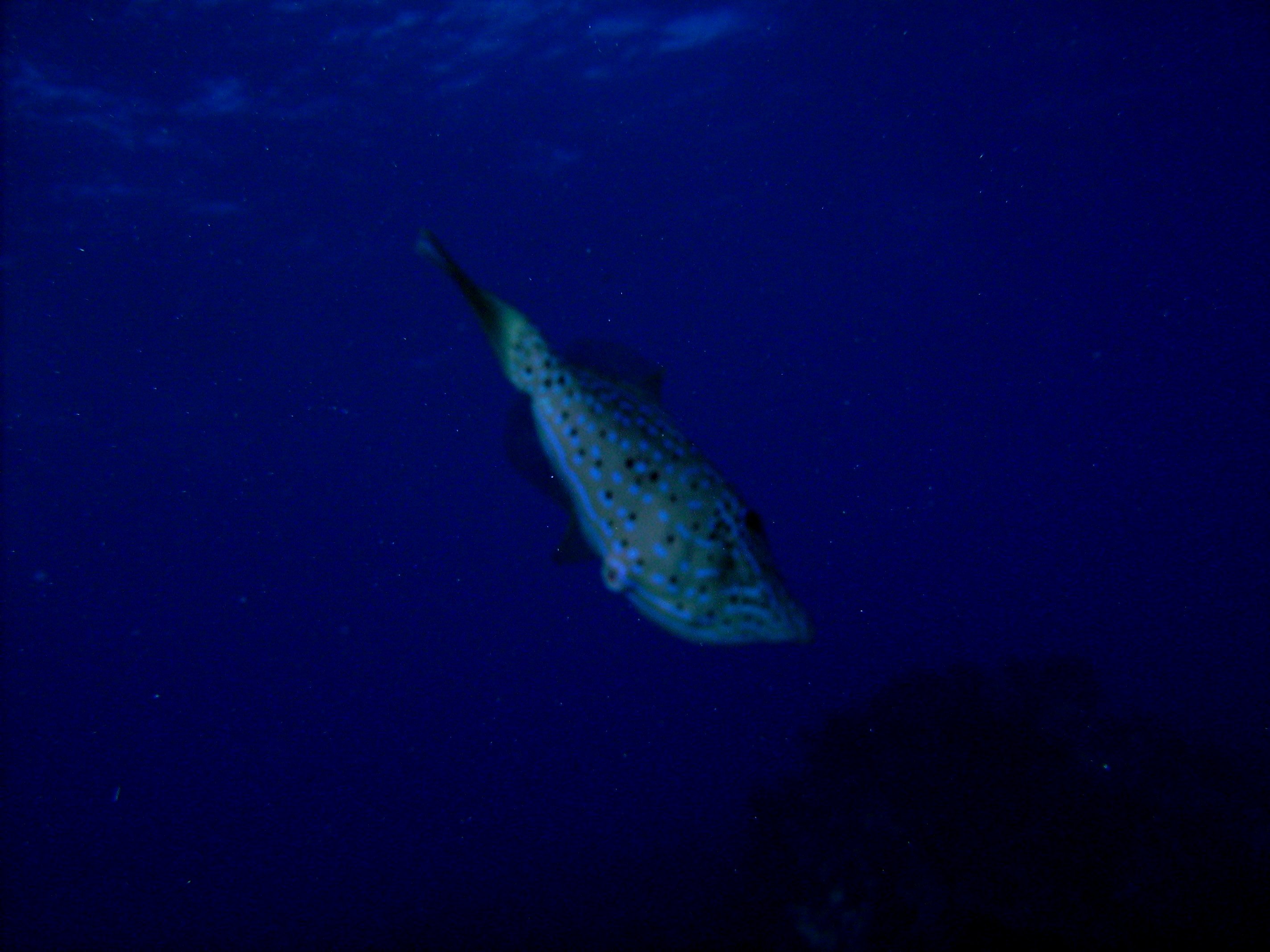 Learning about my Sea-life CD600 camera. First time with it on a reef dive and I forgot to set the filter or the auto focus.