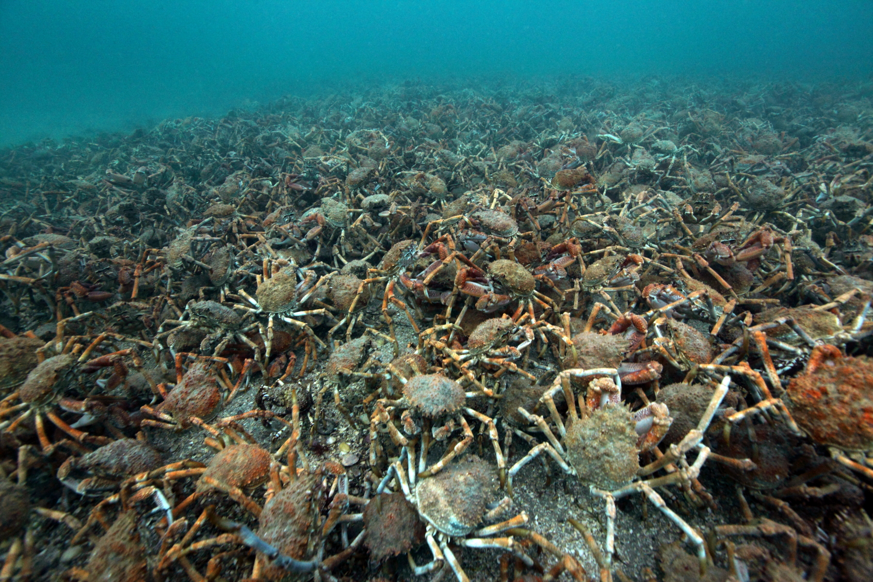 A cast of crabs. Spider crabs gather on mass in Port Phillip Bay to shed their old shells and develop a new exoskeletons. During the process the crabs are particularly vulnerable to predation as their new shells harden so they adopt the age old approach of safety in numbers. The spectacular event occurs annually, but the time of the year and location varies. This year the crabs migrated to the shallow waters of the southern Mornington Peninsula in late June and remained in the area for about a fortnight before dispersing.  