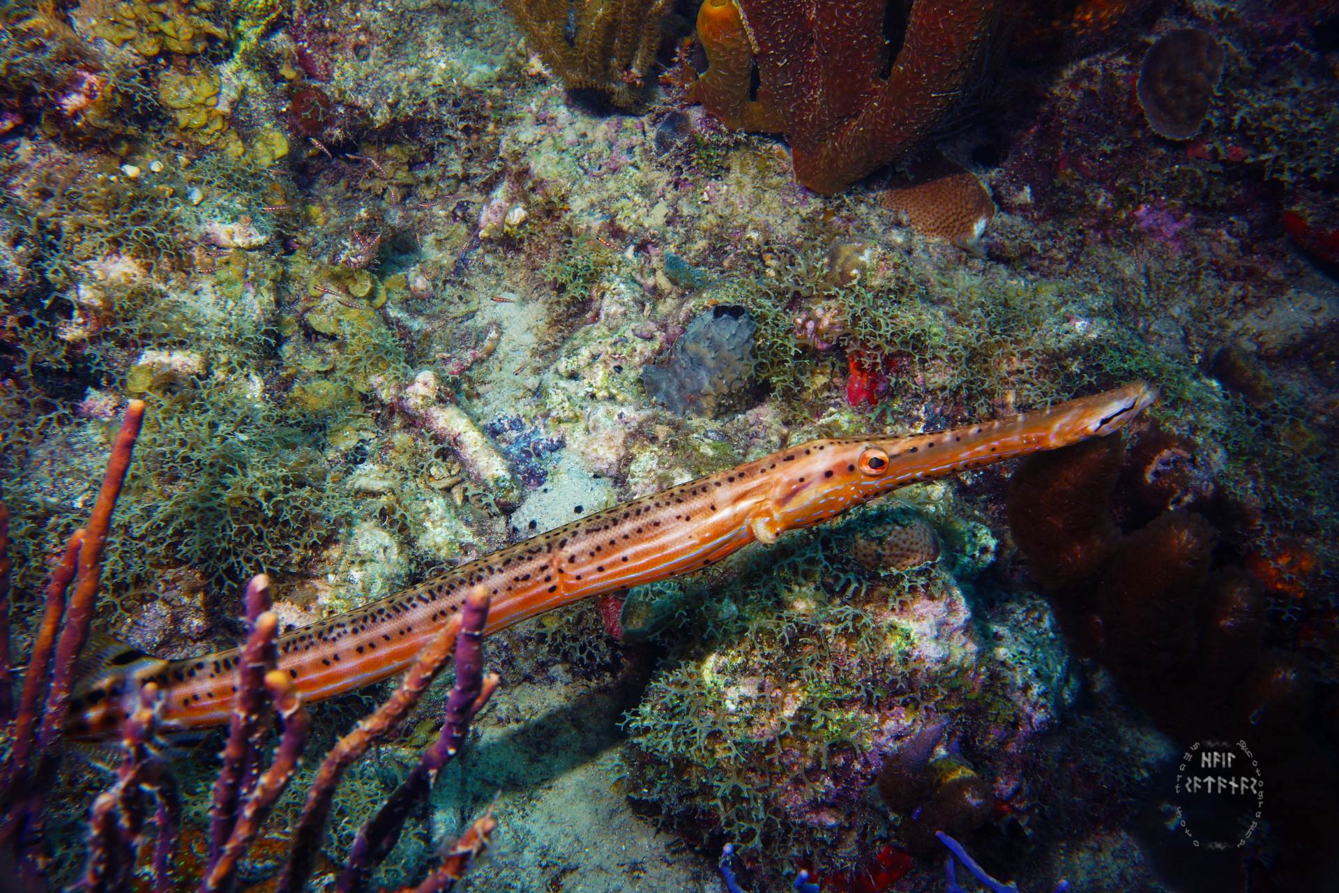 I always love seeing trumpetfish while diving!