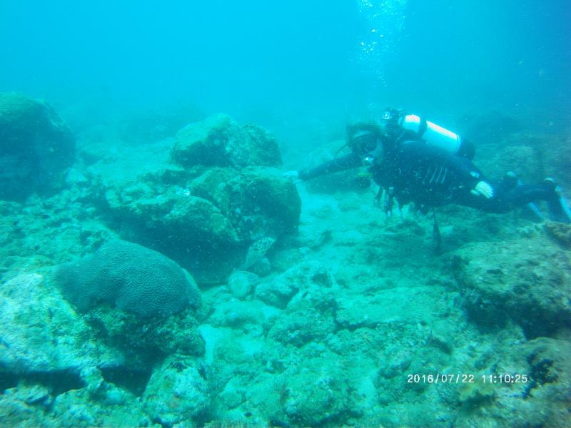 Turtel under rock and diver