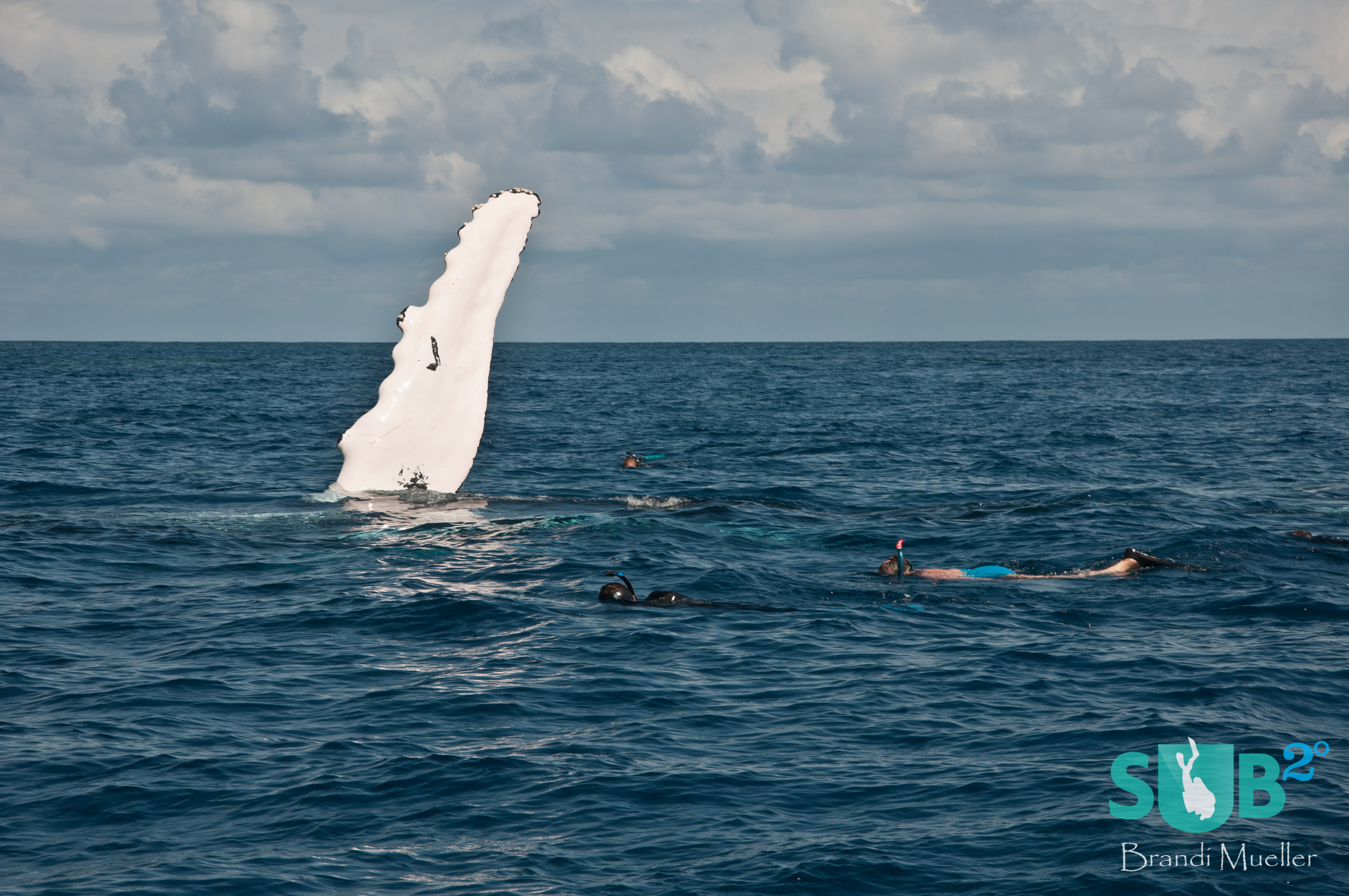 Snorkelers get close to an adult humpback as it peck slaps.
