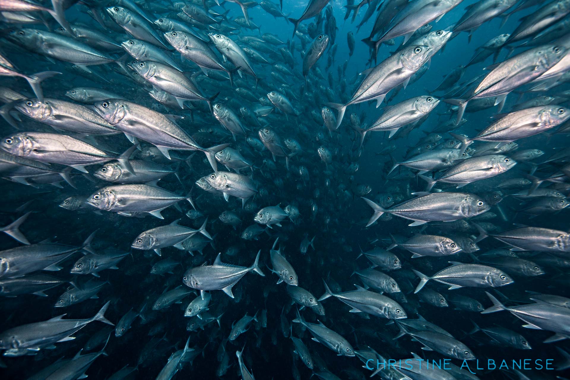 The middle of a massive school fish is one of my favourite places to be! There is no feeling quite like being completely and utterly enveloped by thousands of silvery busy-bodies. ❤️ a school of big-eye travelly has been at Sailrock for years now... I always go looking for them. 

#underwater #underwaterdiving #underwaterphotography #ds160 #ikelite #canon6d #trevally #schooloffish #sailrock #kohtao #thailand #scuba #scubadiving #freedom #surrounded #countless #happiness #deepblue #padi