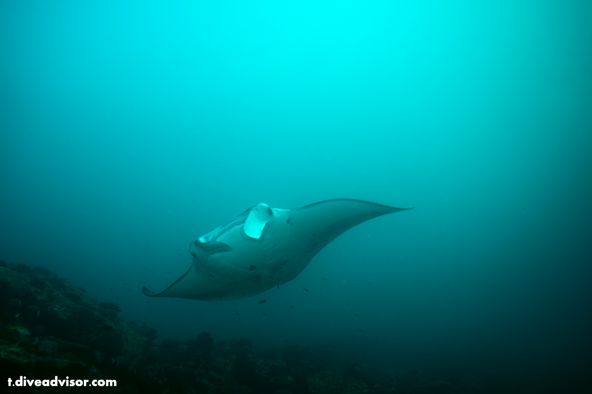 Very friendly manta at Lankan Manta point, less than a km from the landing strip of Male Airport.