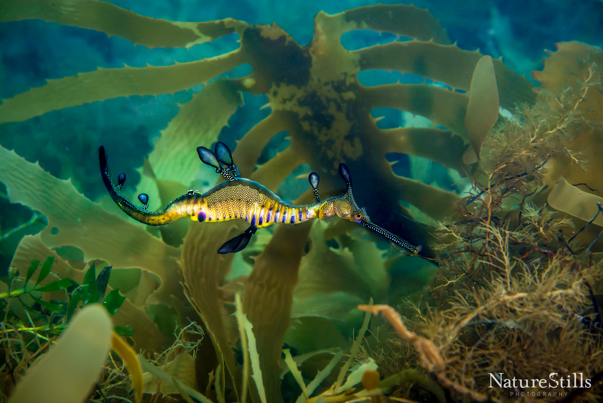 I took the plunge into the chilled waters off Melbourne, Australia expecting to get lucky and maybe see 1-2 Weedy Sea Dragons. I soon found out that no luck was required! We easily saw 15 of these incredible critters in under an hour. 
I usually avoid any activity anywhere cold, but this dive was more than worth it