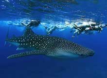 Whale shark frequent the Waters of Maldives
