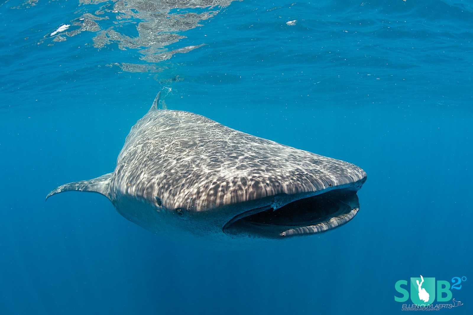 Swim with majestic whale sharks at Isla Mujeres, Mexico