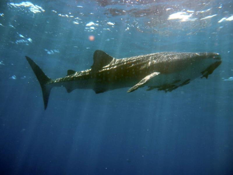 whale shark 3