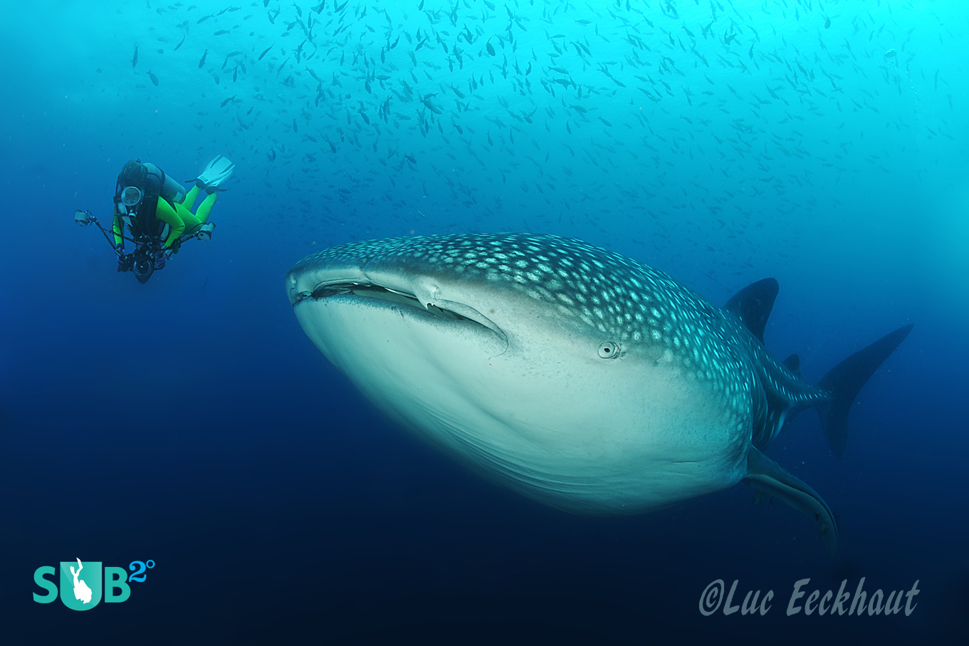 The biggest of all fish, the 20 ton whale shark.
