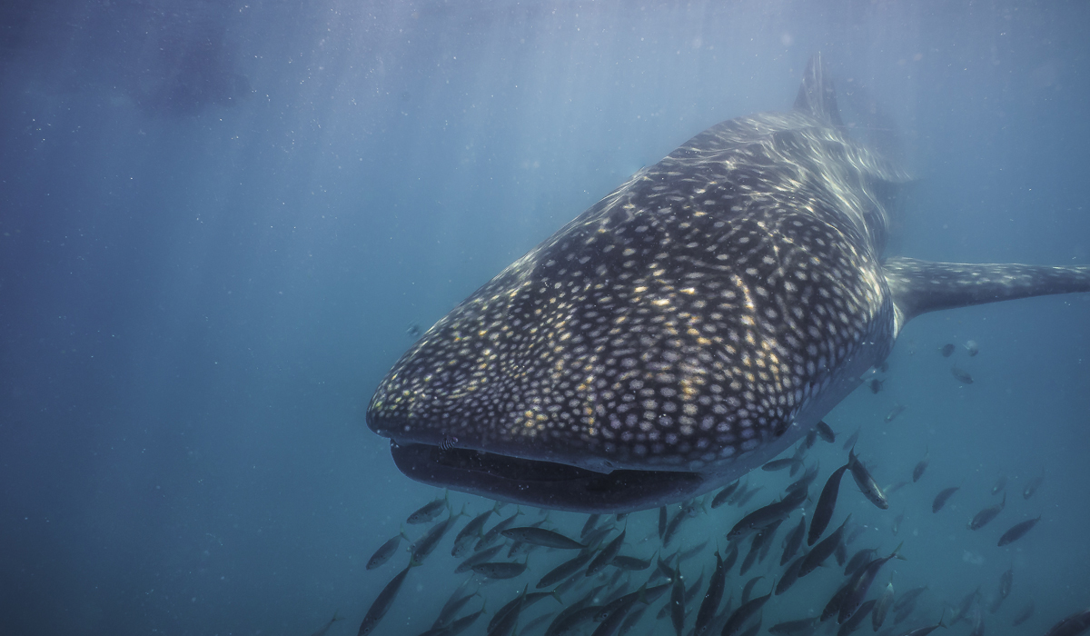 Whale Shark in Mexico, by Jack Connick