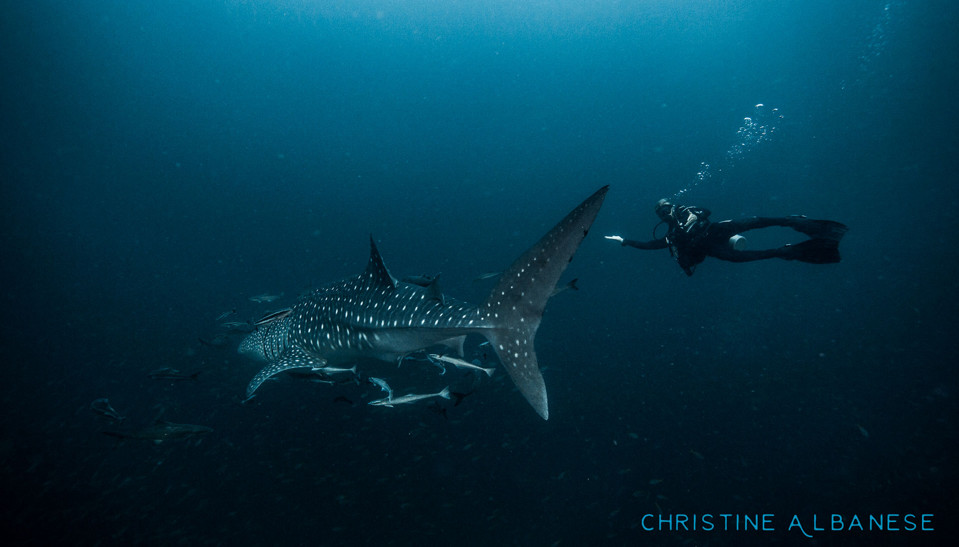 I was a lucky girl in 2015 and saw 5 whale sharks over the course of the year (AND had my camera for each encounter)! This was the last one I saw in November and Josh is such a lucky guy to have gotten himself a photo with one! He was so happy he cried 😂

When will I get a photo of myself with such an awesome creature?! 😤 #photographerproblems