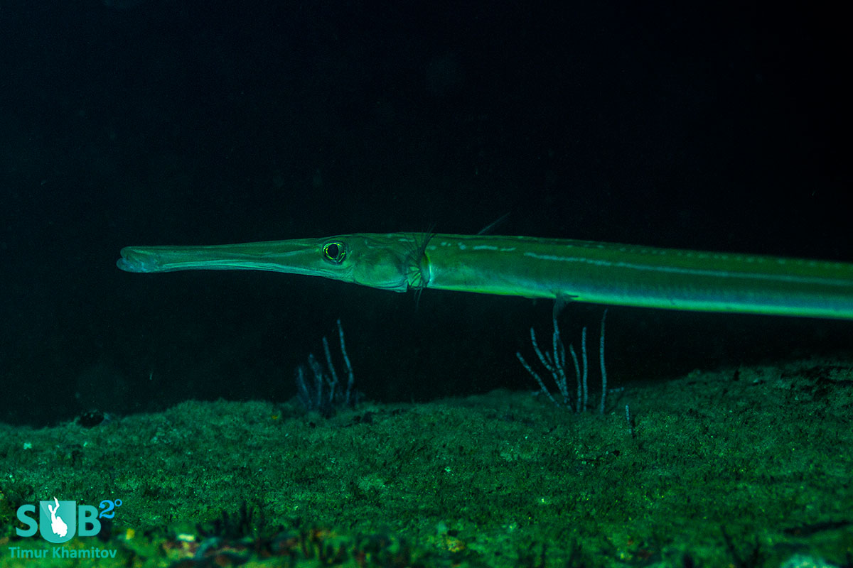 This pipefish gracefully passes me on a night dive in Lima Rock. 