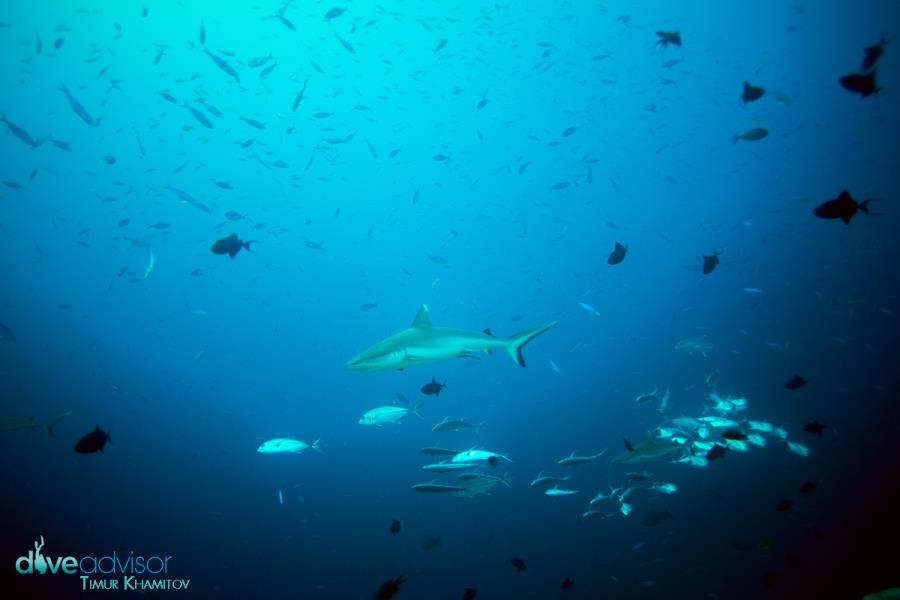 White Tip Sharks, Miyaru Kandu