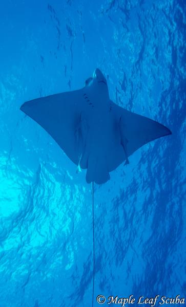 White-spotted eagle ray ascending to the surface