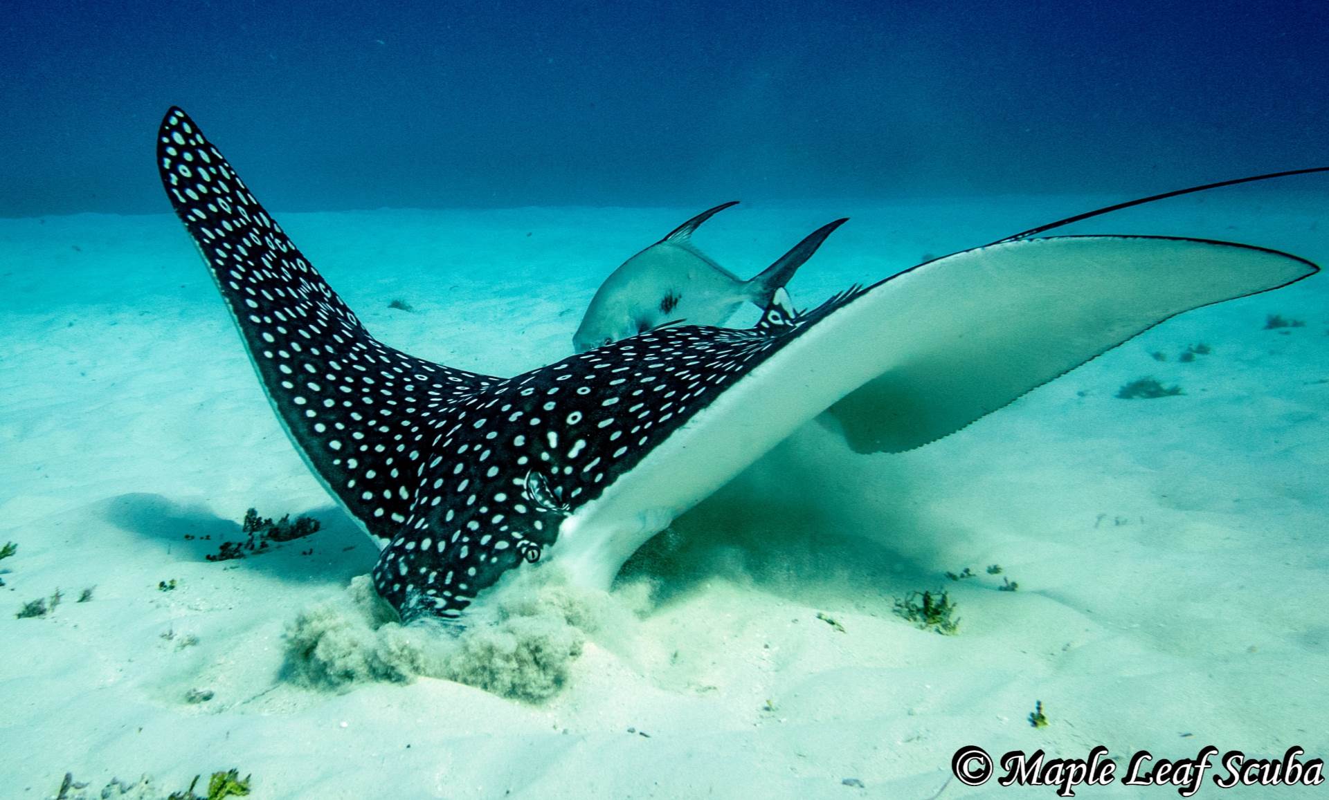 A lovely white-spotted eagle ray