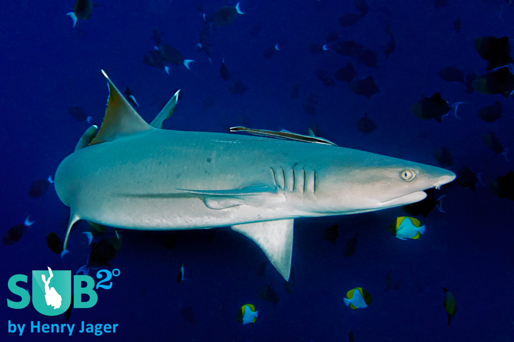 Sharks are omnipresent at the Apo Reef. Early morning dives at "Action Point" or "Mabuti" are definitely worthwhile. 