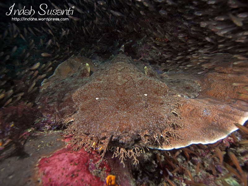 My blog post on Raja Ampat Night Diving and wobbegong at night dving video included http://indahs.com/2014/07/08/raja-ampat-night-diving/