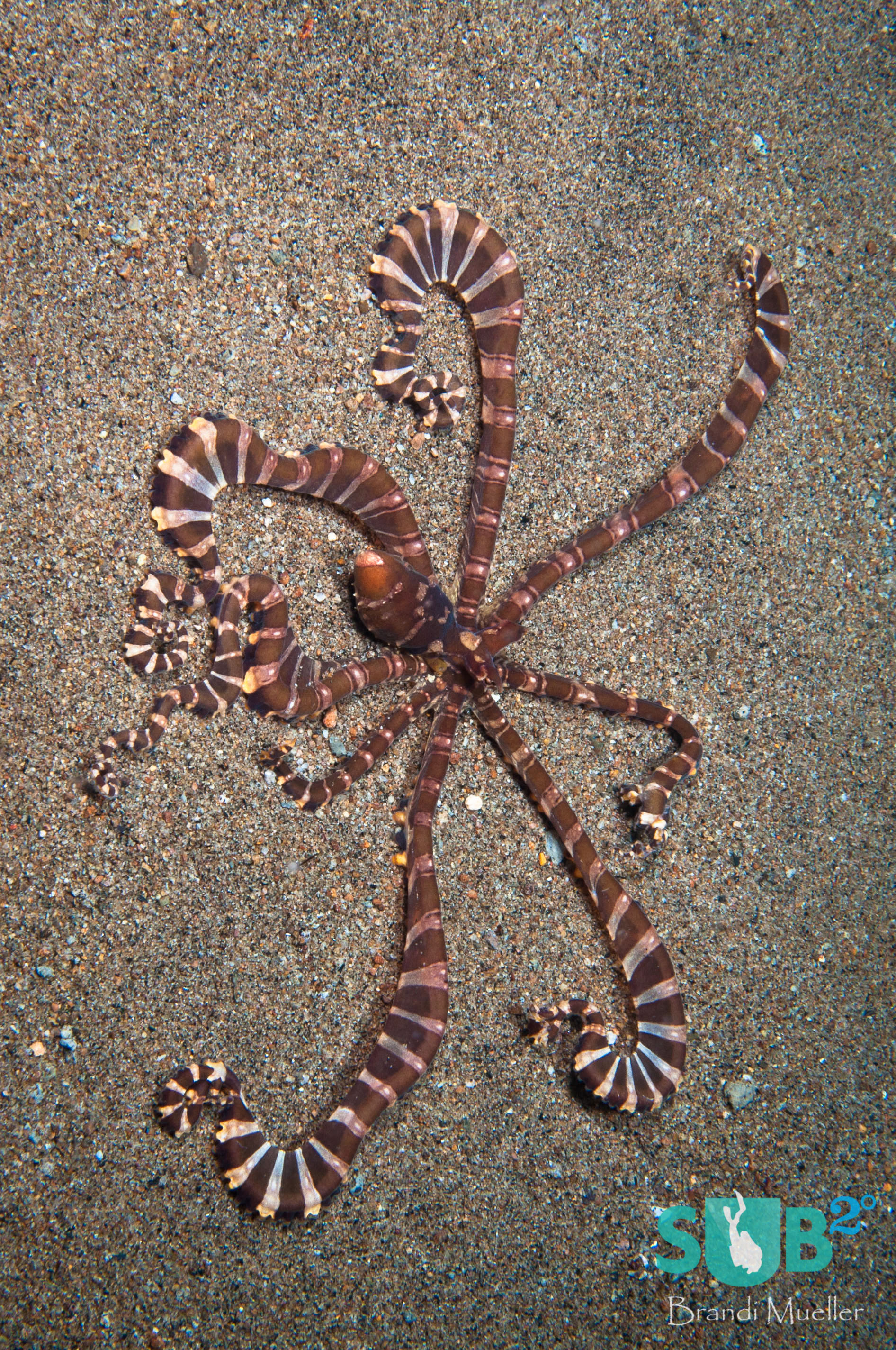 The unique and beautiful wonderpus crawls across the sand flashing colors as it moves.