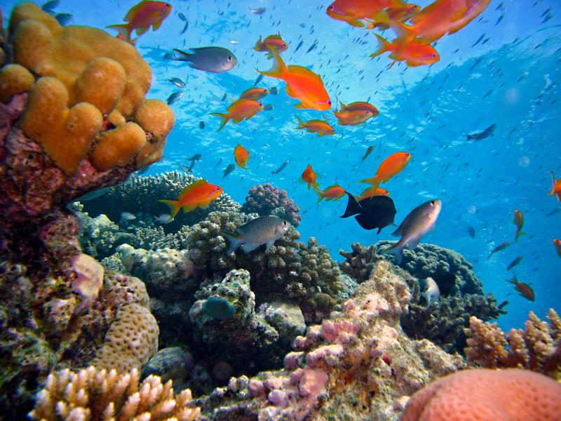 www.cruise-maldives.com reef