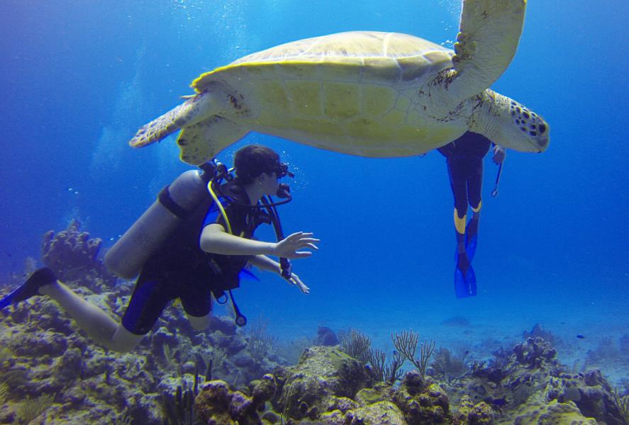 www.cruise-maldives.com turtle