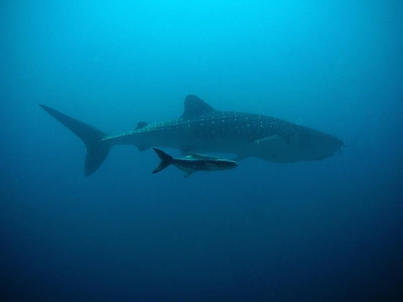 www.cruise-maldives.com whale sharks