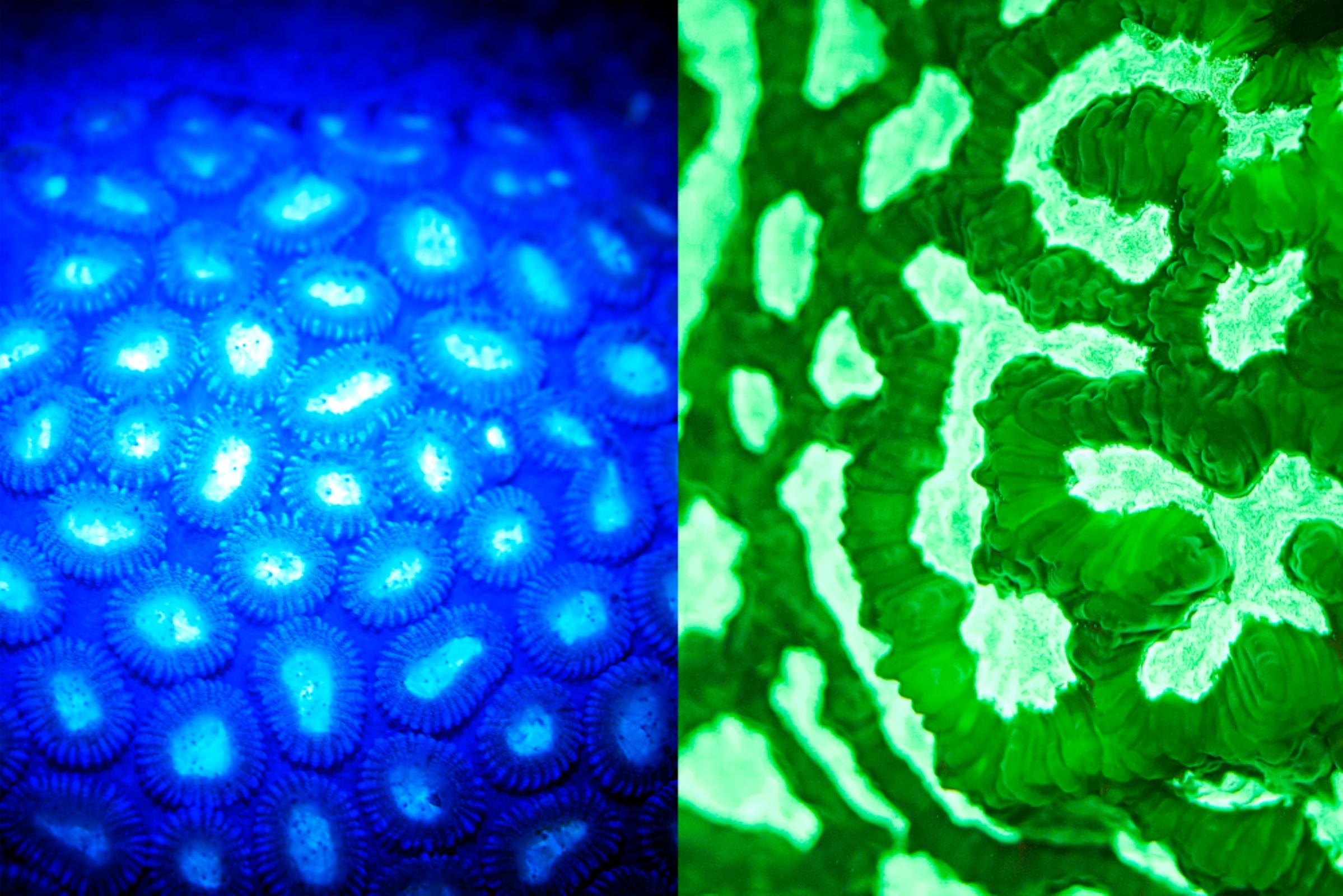Left: We sie a mixture of blue light and fluorescence.
Right: The yellow filters eliminate blue light and pure fluorescence is achieved
