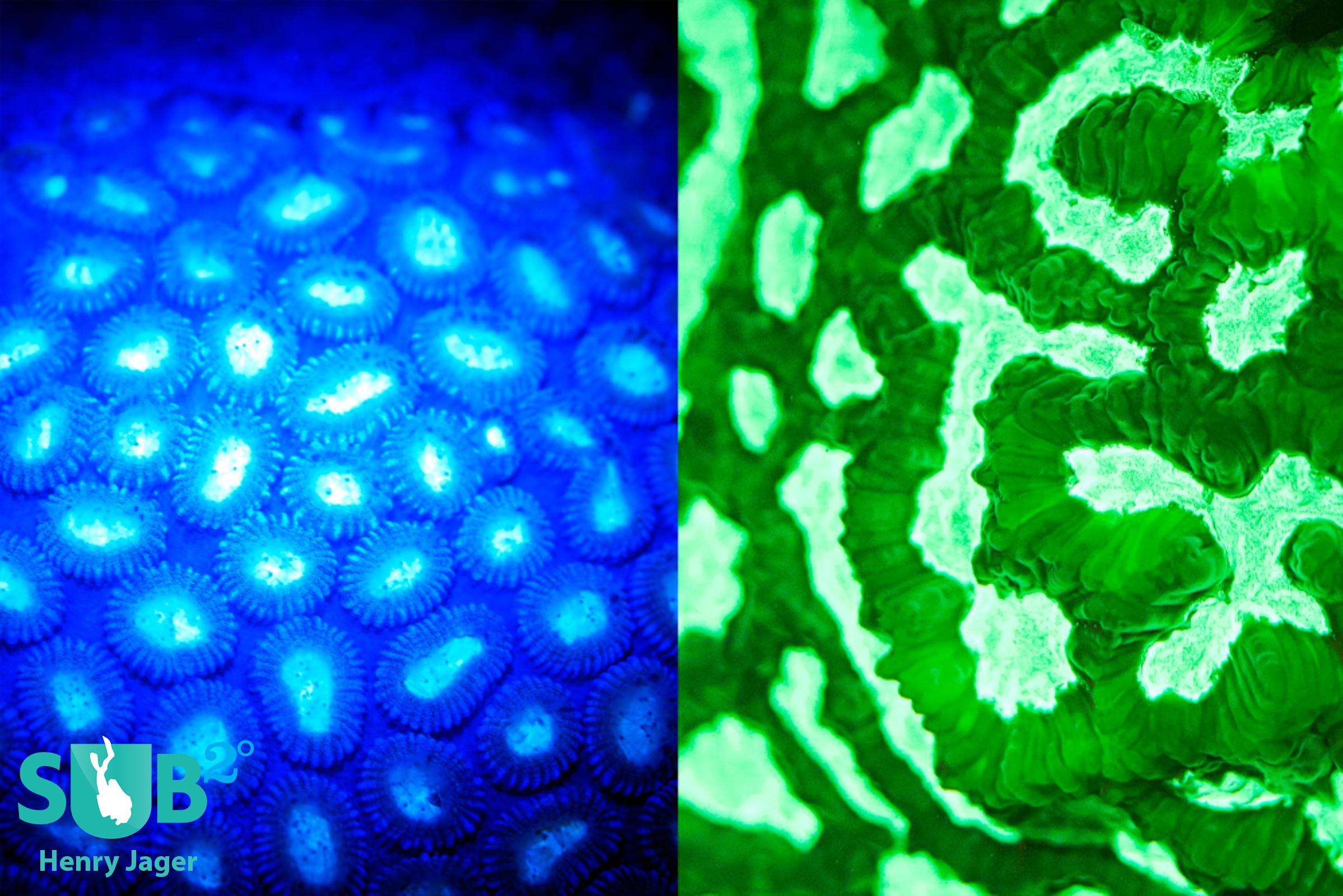 Left: We see a mixture of blue light and fluorescence. Right: The yellow filters eliminate blue light and pure fluorescence is achieved
